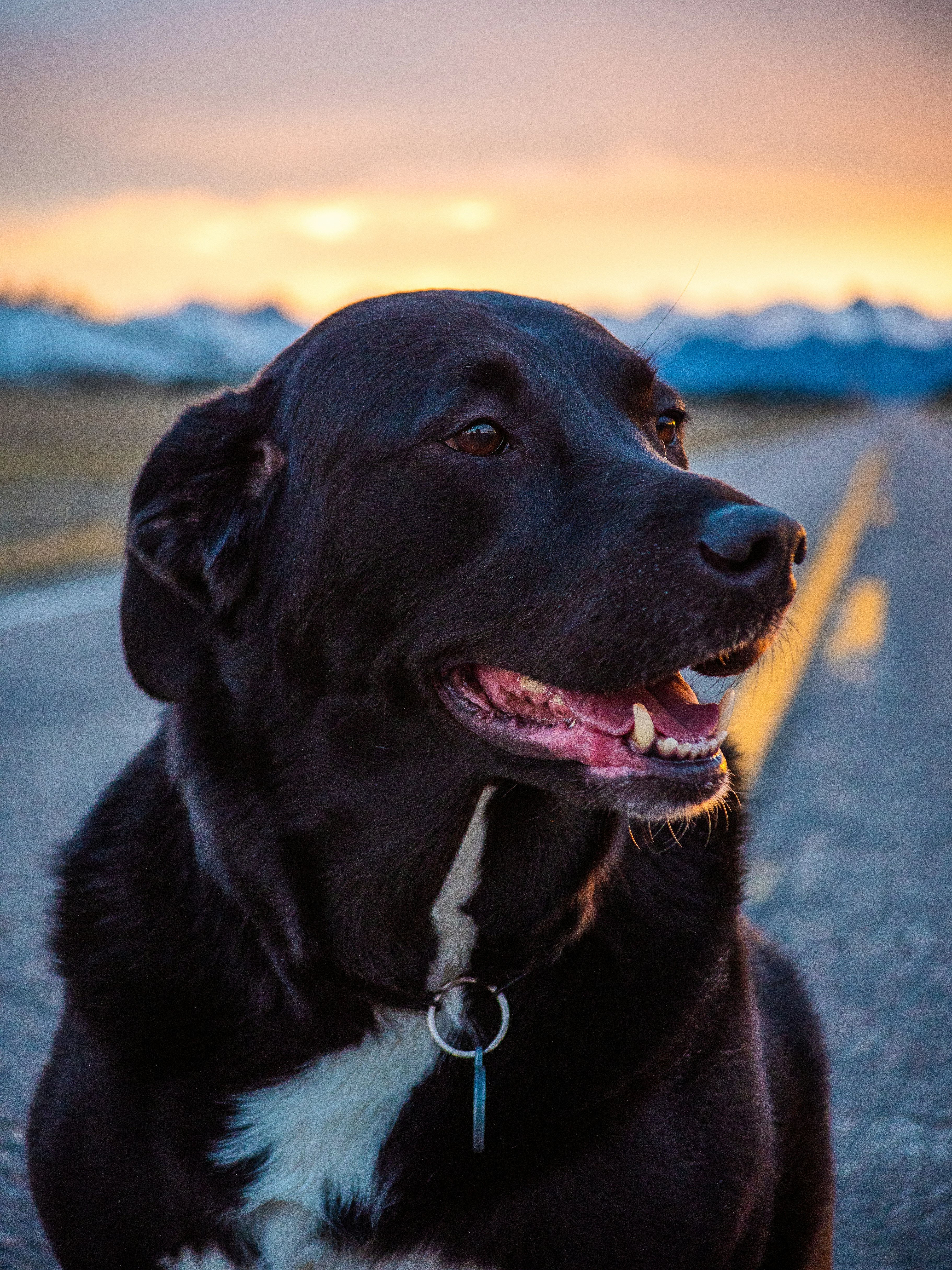 black and white coated dog